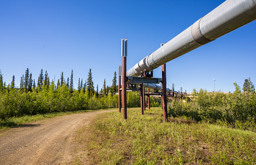Trans Alaska Pipeline in June.