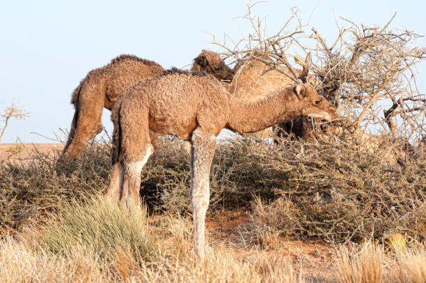 camel - bactrian camel imagens e fotografias de stock