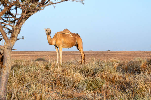 camel - bactrian camel imagens e fotografias de stock