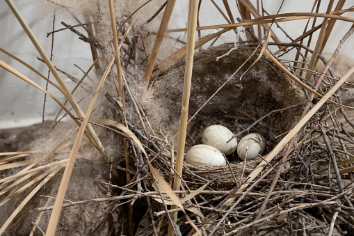 Bird Eggs In the Nest, Hay