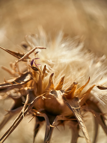Dry Thistle Plant, Summer Dry Yellow Grass, Thorn