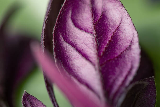 Purple plant leaf macro, close up, background