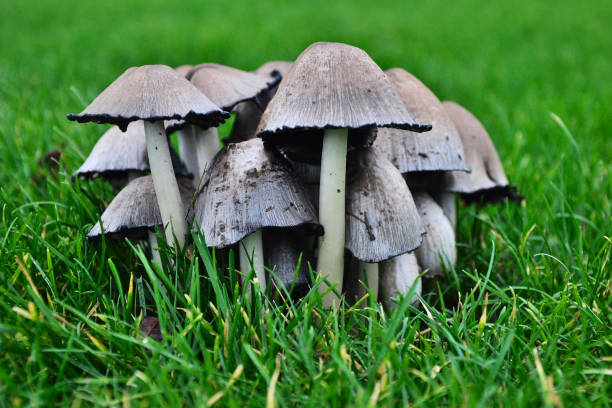 Group of common ink cap mushrooms in a grass field Close up of a group of common ink cap mushrooms in a grass field. Coprinus Atranetarius, Agaricus atramentarius, Coprinus atramentarius psathyrellaceae stock pictures, royalty-free photos & images