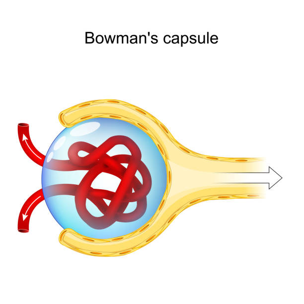 структура капсулы боумена. анатомия почечного тела - glomerulus stock illustrations