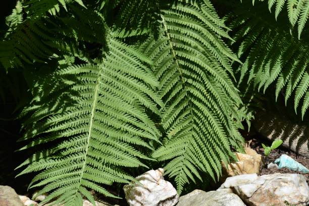 istock Ferns and Stone at a Bog - 1 1405101697