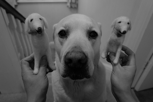 yellow Labrador Retriever at home in black and white, with 2 wool felt Labrador figures