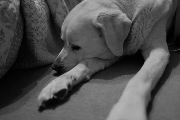 The life of older dogs