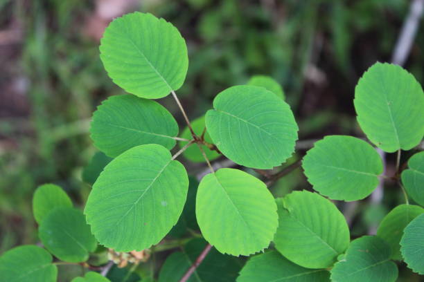 istock Bright Green Leaves In The Garden 1405103650