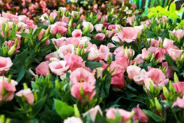 Colorful Eustoma Grandiflorum flowers in the garden