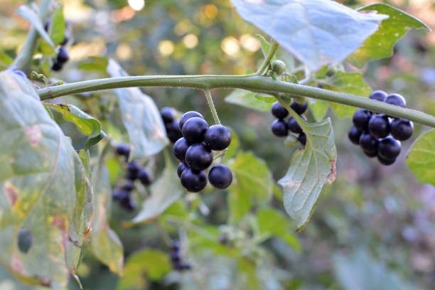 In nature grows nightshade (Solanum nigrum) In nature grows plant with poisonous berries nightshade (Solanum nigrum) solanum nigrum stock pictures, royalty-free photos & images