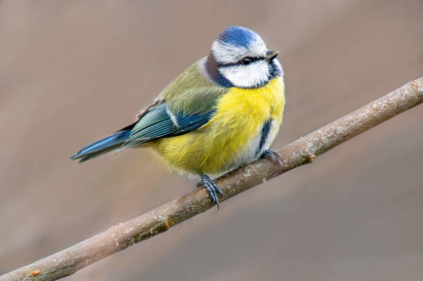 istock blue tit sits on a branch 1405105210