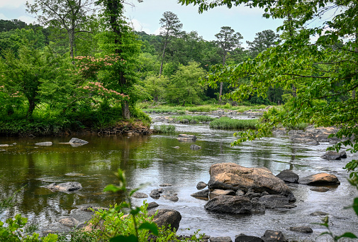 A beautiful summer landscape of a flowery island in the middle of the Haw River in North Carolina in the U.S.