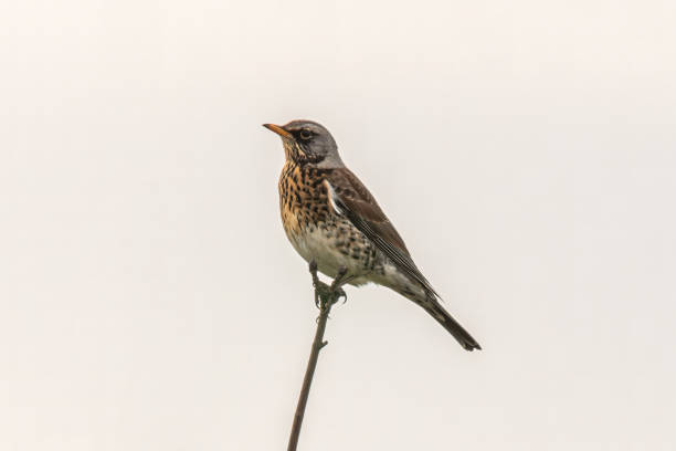 istock fieldfare sitting on a branch 1405106286