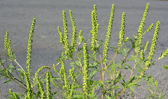 In summer, ragweed (Ambrosia artemisiifolia) grows in the wild