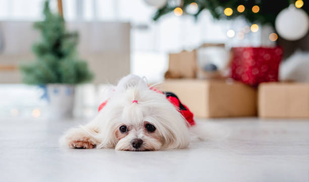 istock Dog near christmas tree at home 1405106722