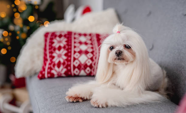 istock Maltese dog next to illuminated christmas tree 1405106766