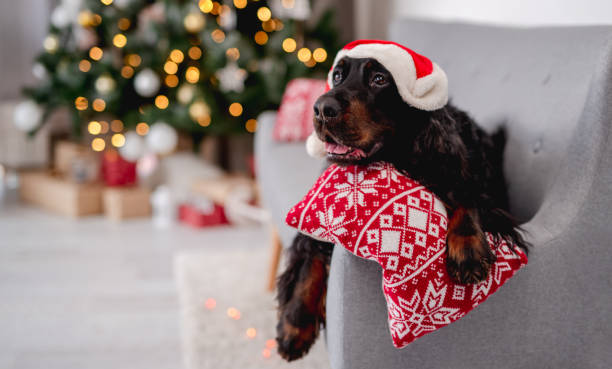 istock Dog near christmas tree at home 1405106805