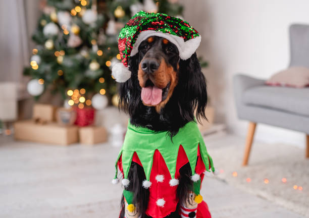 istock Dog near christmas tree at home 1405106819