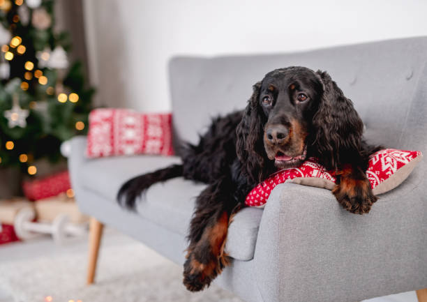 istock Scottish setter dog next to christmas tree 1405106832