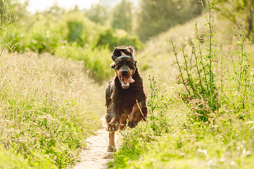 Gordon setter dog running with tongue out on summer nature