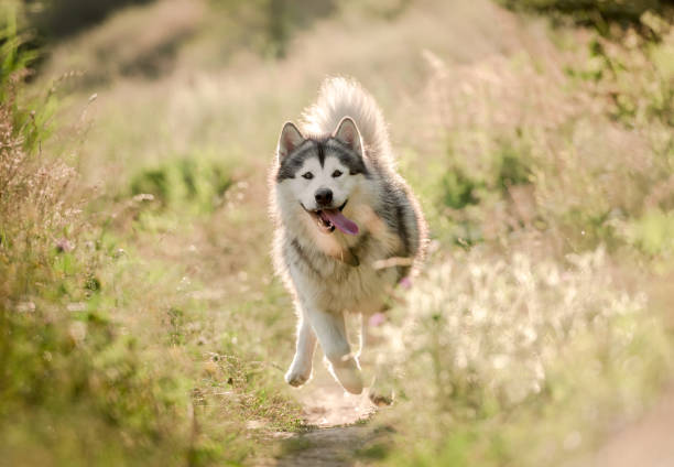 istock Alaskan malamute running on sunny field 1405107852