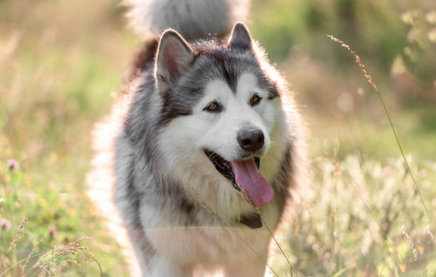 istock Alaskan malamute resting on summer grass 1405107854
