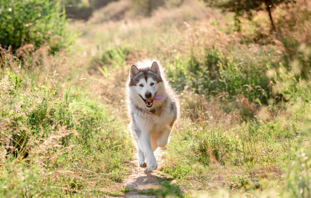 istock Alaskan malamute running on sunny field 1405107862
