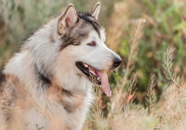 istock Cute dog in high grass 1405107866
