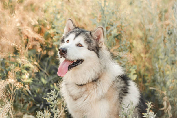 istock Cute dog in high grass 1405107868