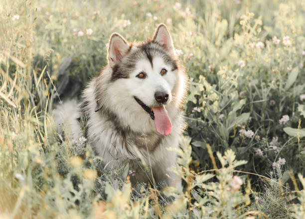 istock Alaskan malamute sitting sideways in grass 1405107869
