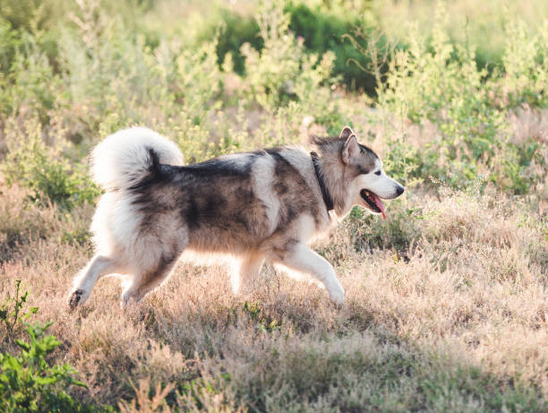 istock Alaskan malamute running on sunny field 1405107875