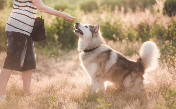 istock Loyal dog with girl while walking 1405107886