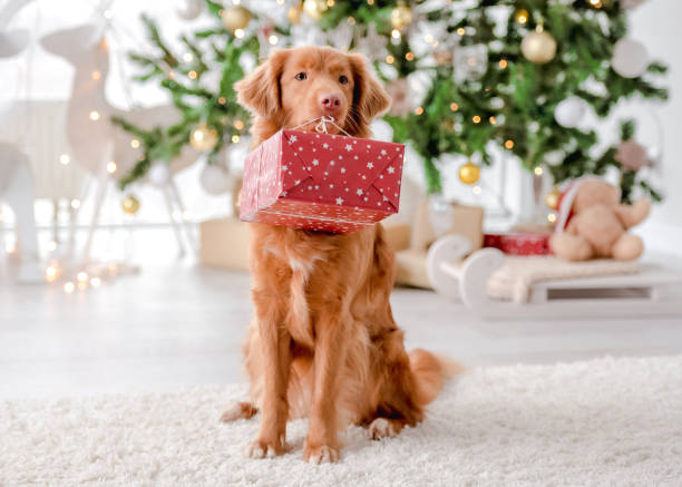 istock Toller retriever in Christmas time 1405107959