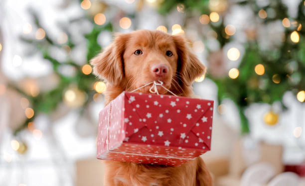 istock Toller retriever in Christmas time 1405107980