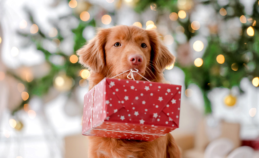 Toller retriever dog in Christmas time holding gift box and looking at camera in decorated room with New Year festive tree. Doggy pet in Xmas home atmosphere with present