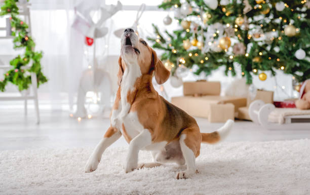 istock Beagle dog in Christmas time 1405107981
