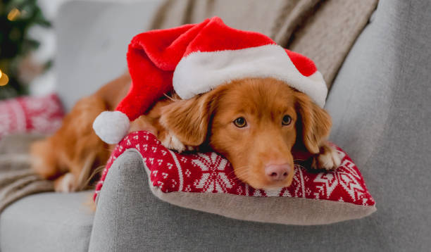 istock Toller retriever in Christmas time 1405107984
