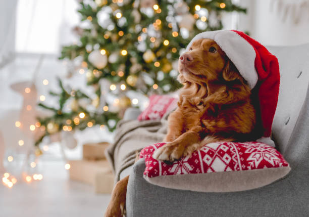 istock Toller retriever in Christmas time 1405107987