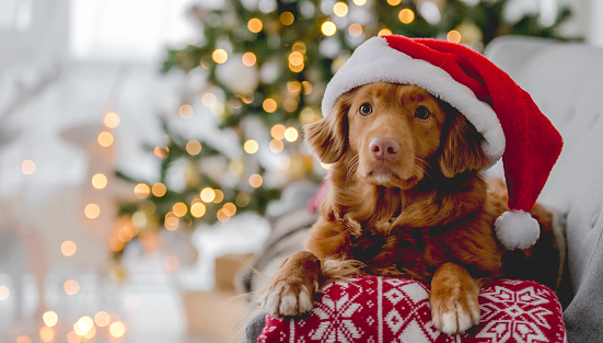 Toller retriever dog in Christmas time wearing Santa hat lying on sofa at home with New Year festive decoration tree and lights. Doggy pet and Xmas atmosphere