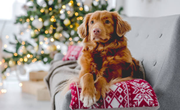 istock Toller retriever in Christmas time 1405107989