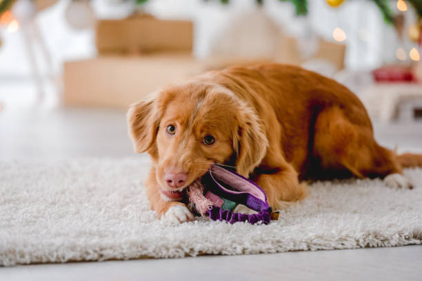 istock Toller retriever in Christmas time 1405107995