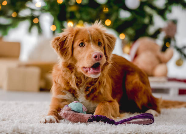 istock Toller retriever in Christmas time 1405108000
