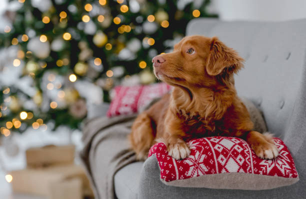 istock Toller retriever in Christmas time 1405108002