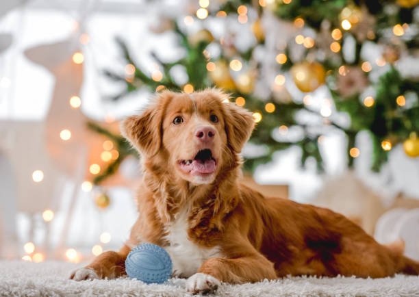 istock Toller retriever in Christmas time 1405108011