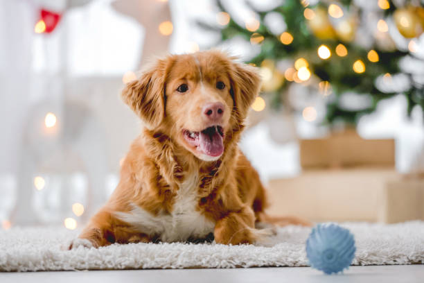 istock Toller retriever in Christmas time 1405108031