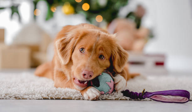 istock Toller retriever in Christmas time 1405108033