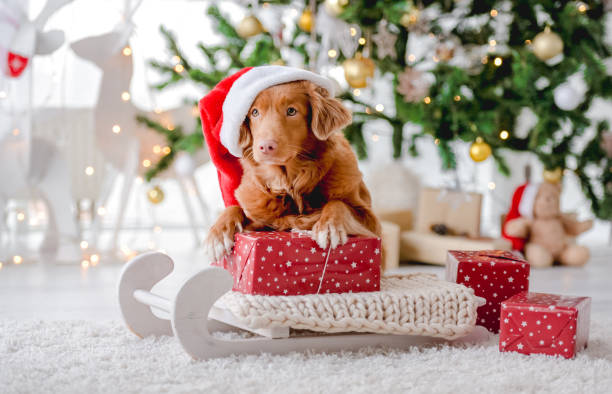 istock Toller retriever in Christmas time 1405108037