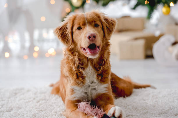 istock Toller retriever in Christmas time 1405108047