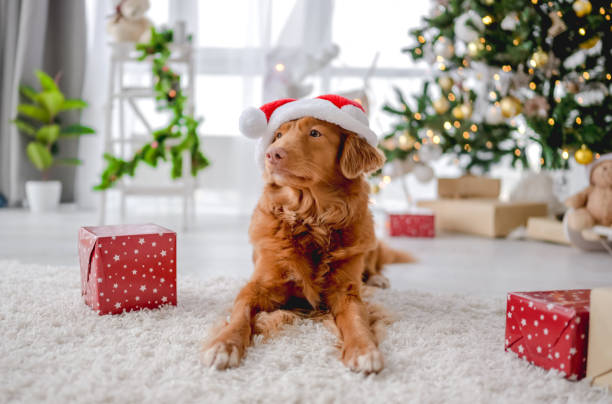 istock Toller retriever in Christmas time 1405108056