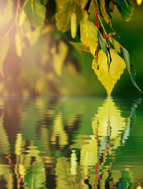 istock reflected leaf of a tree in the water 1405108084